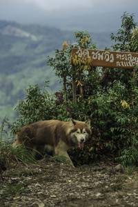 BIB: 
                            <button type="button" onclick="openModal(24763399)" class="btn btn-primary btn-sm float-right btn-popup" data-toggle="modal" data-target=".modal-high-quality">
                        <i class="fas fa-shopping-cart"></i> Add to Cart
                    </button>
                                            <button type="button" onclick="isThisMe(24763399, true)" class="btn btn-success btn-sm float-right btn-popup btn-isme hidden" data-toggle="tooltip" data-placement="bottom" title="นี่คือรูปของคุณใช่ไหม คลิกที่นี่เพื่อเอาเข้าอัลบั้ม">
                        <i class="fas fa-plus"></i> Add to album
                    </button>
                    <button type="button" onclick="isThisMe(24763399, false)" class="btn btn-warning btn-sm float-right btn-popup btn-isnotme hidden">
                        <i class="fas fa-ban"></i> Remove from album
                    </button>